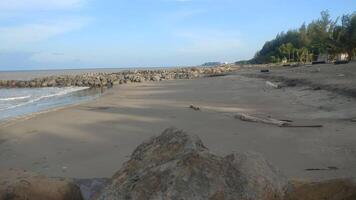 ver de el playa con rompeolas rocas y pino arboles video