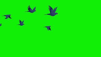 2d troupeau des oiseaux horizontal en volant ciel 4k vert écran animation video