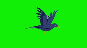 2d bird flying frame by frame animation 4k screen green video