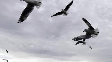 vôo animal pássaro gaivotas video