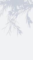 shadow of leaves move in the wind in white seamless loop animation vertical background video