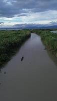 vertical zumbido imágenes de pequeño pescar barcos flotante en el río en el bosque video