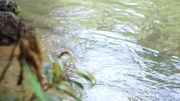 schön Aussicht von das Fluss im das Wald Tangkahan Indonesien video