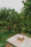 wood table with seat in orange garden photo