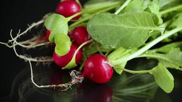 fresh natural organic ripe radish isolated on black background video