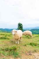 oveja blanca en la colina de la montaña foto