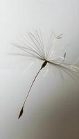 AI generated a dandelion is blowing in the wind photo