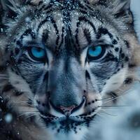 ai generado un cerca arriba de un nieve leopardo con azul ojos foto