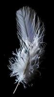 AI generated a white feather on a black background photo