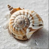 AI generated a close up of a sea shell on a beach photo