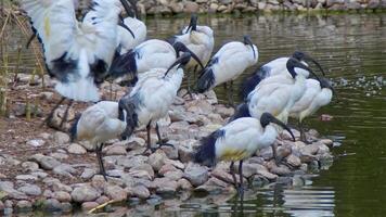 íbis migratório pássaros em repouso de a lago cenas video