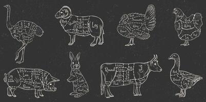 A set of animal cuts for the butcher shop. Beef, cow, goose, pork, ram, ostrich, rabbit, rabbit, turkey, chicken. Vector illustration in white lines on dark background with grunge texture.