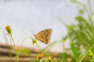 hermosa vistoso mariposa a pequeño hoja en al aire libre jardín. foto