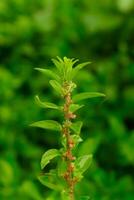 Maman lanang is a weed plant belonging to the Cleomaceae family. Maman lanang weed is one of the weeds that grows in oil palm plantations and other plantations. Wild plants. photo