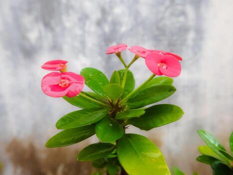 Red Euphorbia milii or Red Crown of Thorns Flowers on nature background. The red flowers and green background. photo