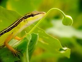 Selective focus - brown yellow lizard sunbathing on foliage. The Lacertilia on green leaf close-up. photo