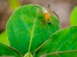 oxiopes salticus adala especies laba-laba. especies iní jugar merupakan bagian Darí género oxiopes dan orden araneae. foto de un animal en un hoja.