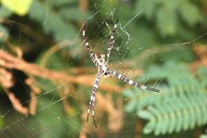 argiope appensa es un especies de araña en el familia araneidae. esta especies es además parte de el género argiope y el orden araneae. macro animal fotos