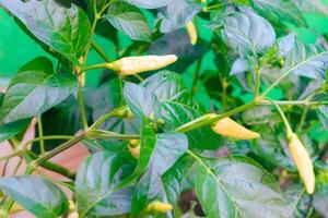 Cayenne Pepper Tree Close up Chilli tree. Detailed front view. Spicy fruit for food. photo