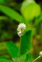 Alternanthera sessilis, aka cremah water, is a plant that is often considered a weed. In some areas it is used as a hemorrhoid medicine. medicinal plants. photo