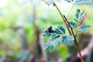 A garden fly is resting on a leaf. Housefly. Musca vetustissima. Stable fly. Flesh fly. photo