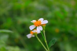 Grass flowers wayside, white flower. Beautiful wild plants outdoors. photo