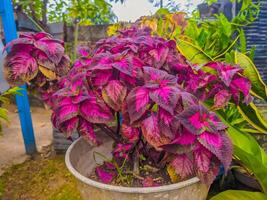 Coleus scutellarioides, commonly known as coleus, is a species of flowering plant in the family Lamiaceae. Beautiful flowers in the garden. photo