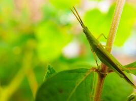 Close up view of grasshopper insect while on plant. Big grasshopper on a branch. photo
