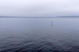 lonely seagull flies over a foggy bay photo