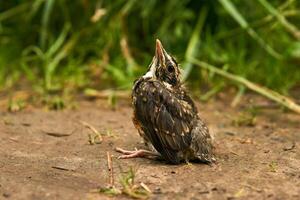 fledgling robin sitting on a path photo