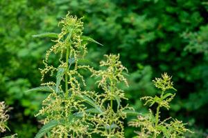 nettle stems on natural floral background photo