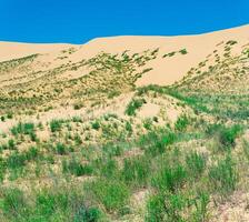 slope of a sand dune with plants blooming in spring, Sarykum dune in Dagestan photo