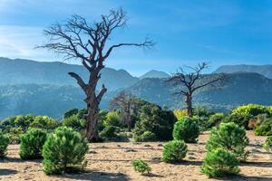 seedlings of young pines against the background of old dried trees in tropical arid area photo