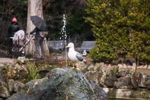 seagull drinks from the stream of the fountain in the park photo