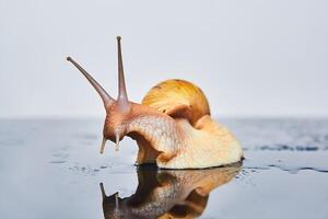 live snail looks at its reflection on a smooth black surface against a light background photo