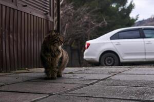 mullido gris extraviado gato en urbano habitat foto