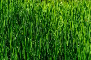natural background - thickets of green grass sedges illuminated by the sun photo
