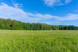 sunny meadow at the edge of the forest photo