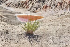 lonely bush of grass in the desert on the background of a salt lake photo