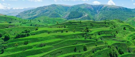mountain landscape with green agricultural terraces on the slopes photo