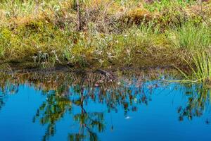 marsh landscape with grass tussocks and reflection in open water photo