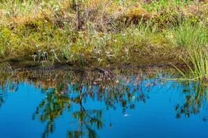 marsh landscape with grass tussocks and reflection in open water photo