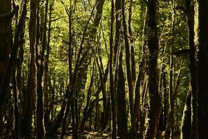 dead boxwood forest due to box tree moth infestation in Caucasus, Russia photo