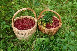 two wicker baskets with red currant berries and hypericum flowers stand in the grass photo