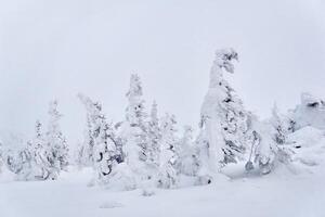 snowy mountain trees against the winter sky photo