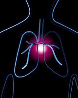 Vector isolated illustration of human lungs. Lung diseases. Outline drawing of human lungs. Tuberculosis.