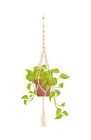 Epipremnum neon, scindapsus, liana of the Araceae family. Exotic plant in a pot. House plants, hobby. Macrame pendant, handicraft. Botanical illustration in hand drawn flat style. Interior Decoration. vector