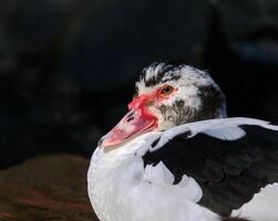 portrait of a piebald muscovy duck with a red face photo