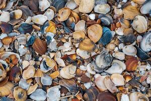 colorful shells of bivalve molluscs form the surface of the beach on the shore of the Caspian Sea photo