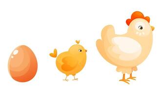 The process of hatching and raising a chicken, the stages of turning an egg into a chicken. vector